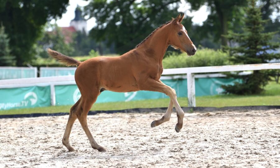 Ogierek FABIO sp (Fuerstentraum - Ulinda / Olivi KWPN)