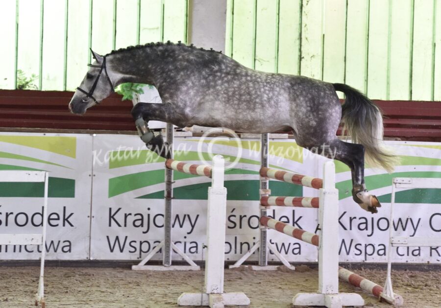 Hickstead Junior OS, 2016 (Hickstead White OS - Canturria hol. / Chico's Boy hol.)