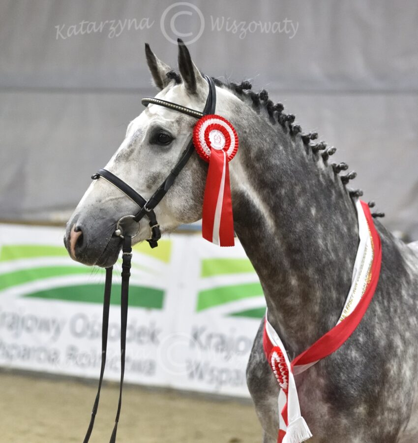 Hickstead Junior OS, 2016 (Hickstead White OS - Canturria hol. / Chico's Boy hol.)