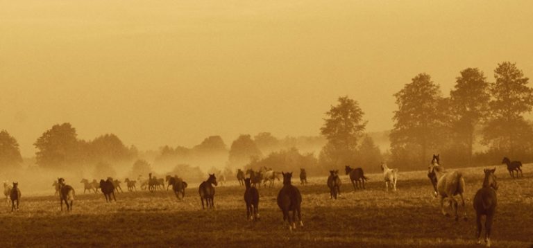 Golden anniversary of SK Janow Podlaski