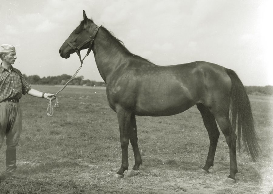 kl. Czarowna o, ur. 1960