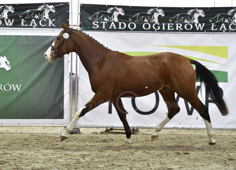 Koloredo sp (Zucca KWPN - Kaskada sp / Druh sp)