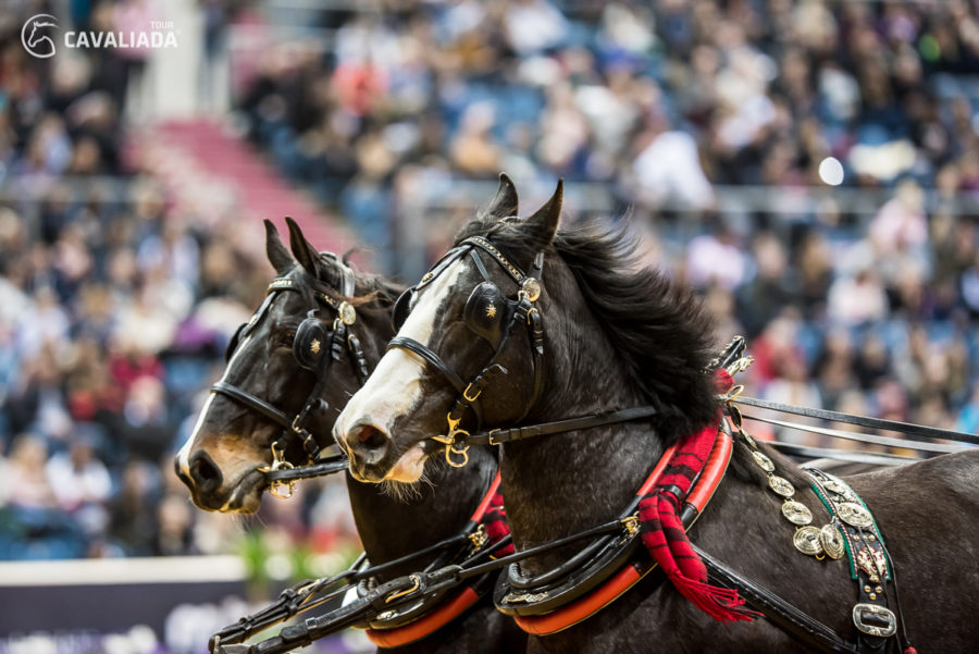 Cavaliada: Kraków - pokazy