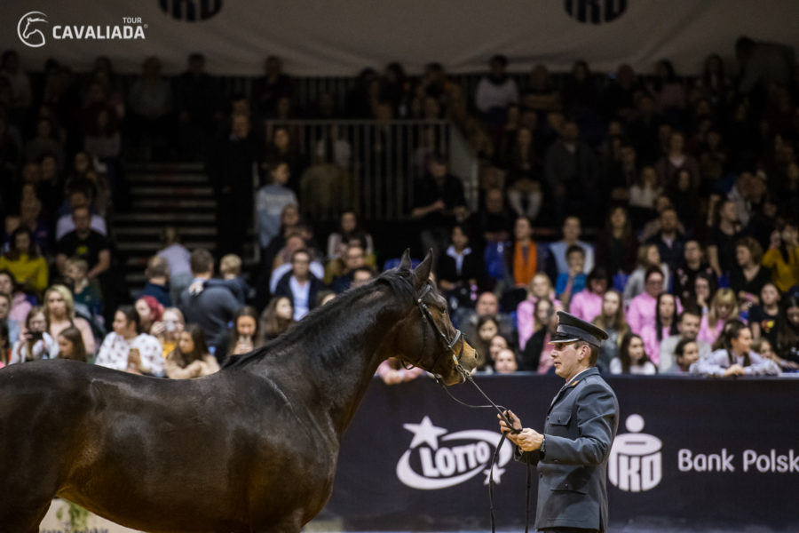 Cavaliada: Lublin - pokazy