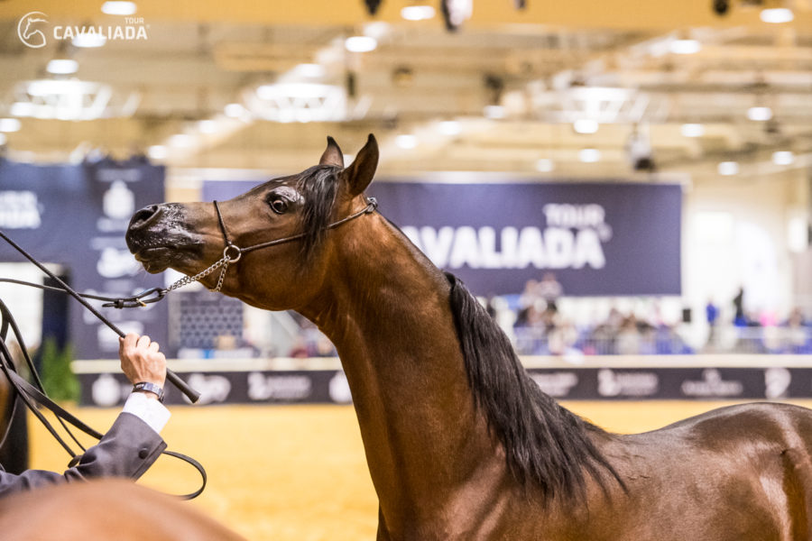 Cavaliada: Lublin - pokazy