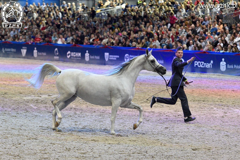 mz_CAVALIADA_Poznan_2017_5618