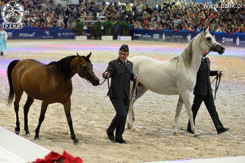 mz_CAVALIADA_Poznan_2017_5704