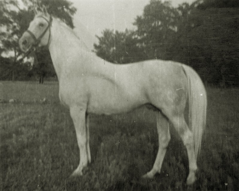 og. Kiejstut xo, ur. 1926