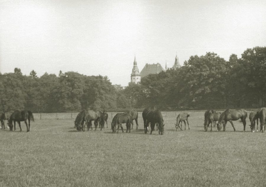 Stadnina na poddocku