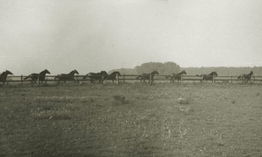 Galop roczniaków na bieżni