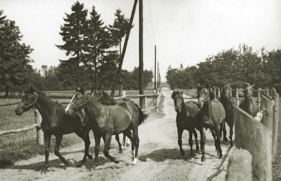 Galop roczniaków