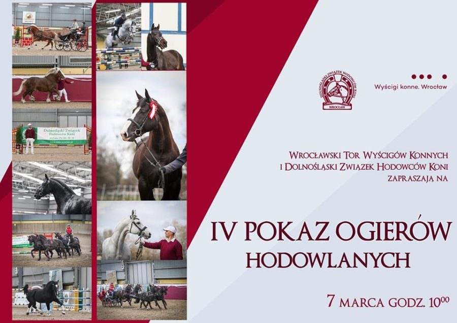 IV Pokaz Ogierów Hodowlanych