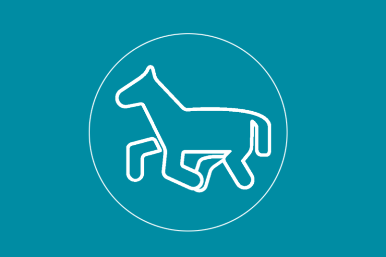 International Ardennes Horse Show in Poland