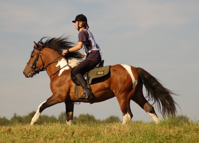 Ranking koni huculskich (po Regietowie) – kwalifikacje do MPKRH 2023