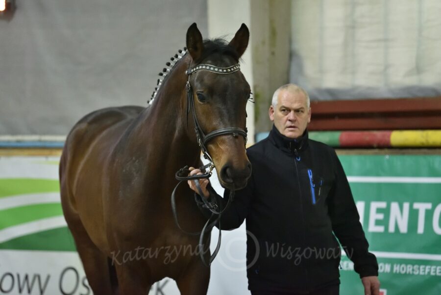 Sheridan sp (Trefl - Stormy Eve / Stolzenberg)