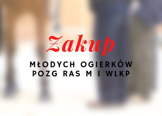 Kwalifikacje młodych ogierów POZG ras m i wlkp do zakupu do projektu Instytutu Zootechniki