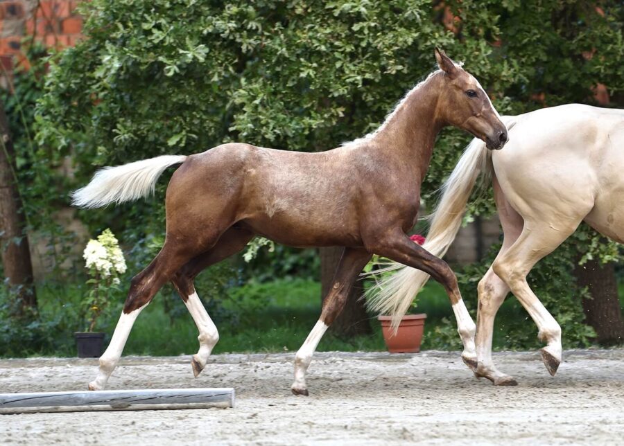 Ogierek ZAYAN CHOCO LUX-J sp (Don Deluxe old. -Zaira-J / Banderas wlkp)