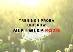 Kwalifikacja młodych ogierów wlkp i m, wł. Instytutu Zootechniki PIB, do treningu stacjonarnego i próby zaprzęgowej w 2022 r.
