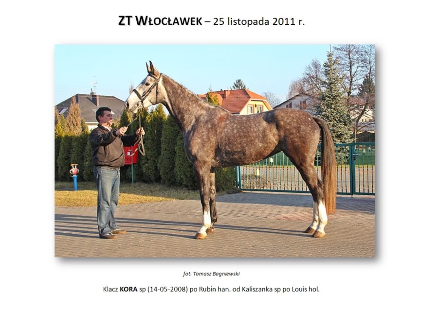 ZT Włocławek - 25 listopada 2011 r.