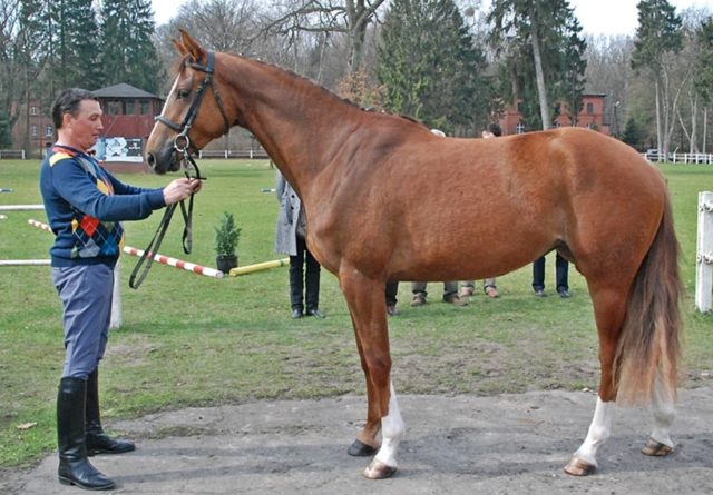 ZT STAROGARD GDAŃSKI (trening wierzchowy) – 23 kwietnia 2013 r.